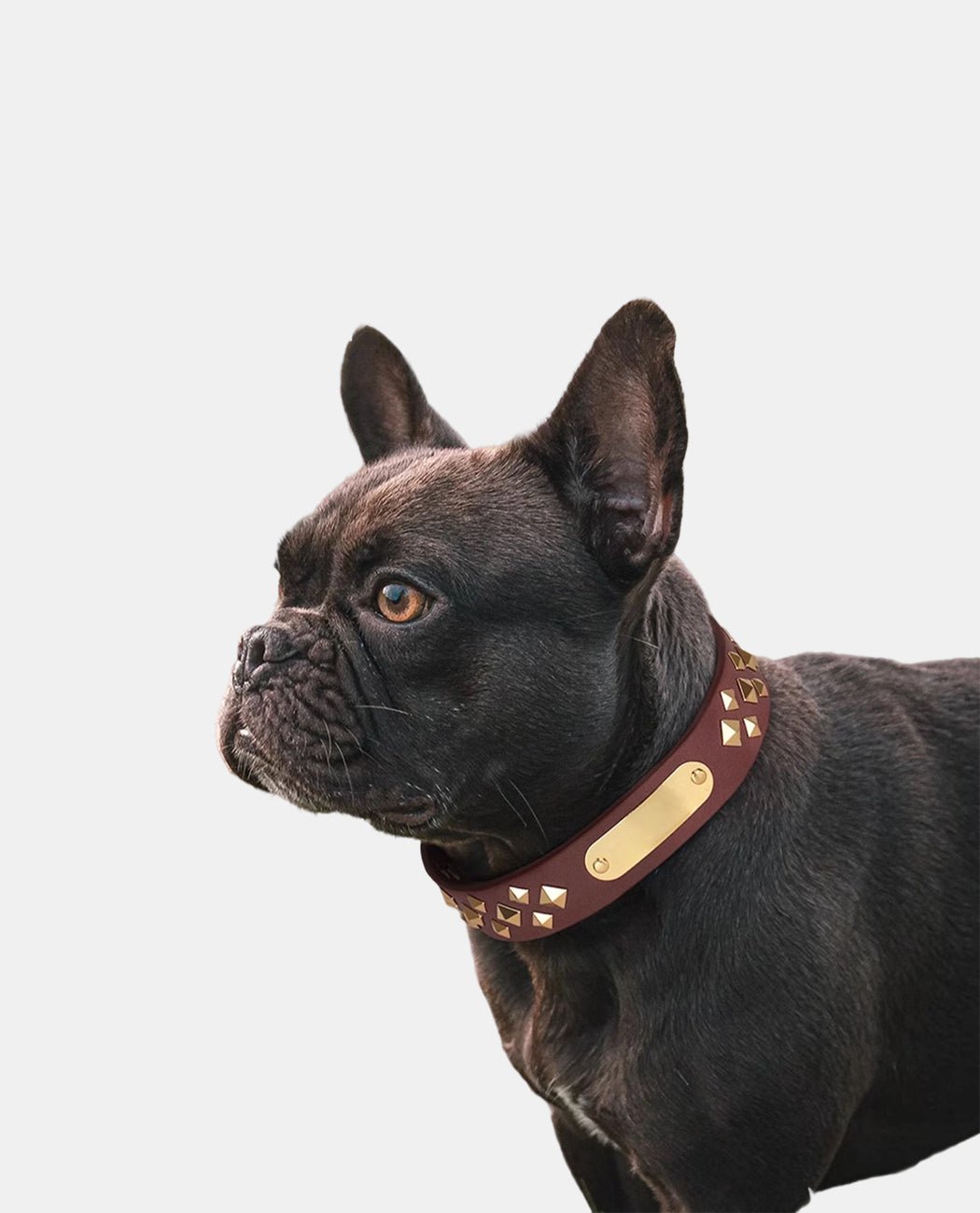 Starry Leather Dog Collar