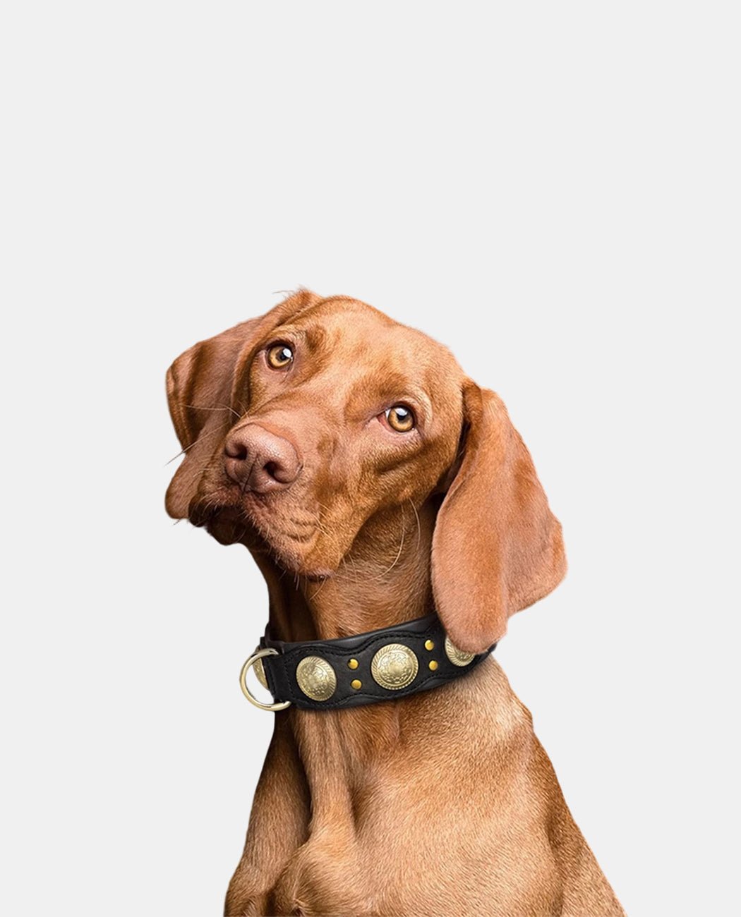 Classical Leather Dog Collar
