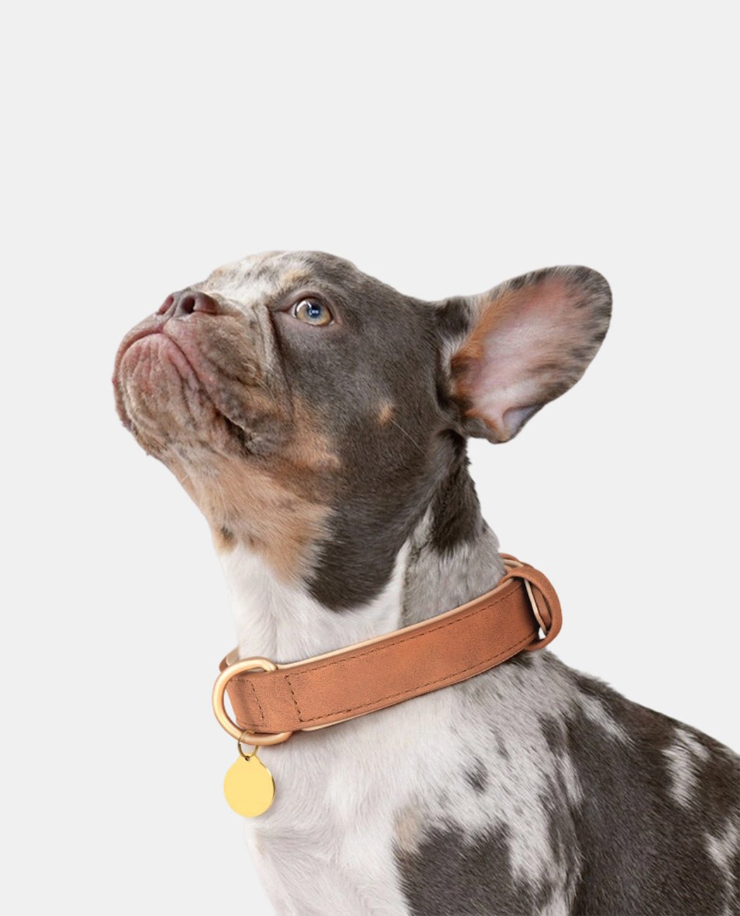 Leather Dog Collar