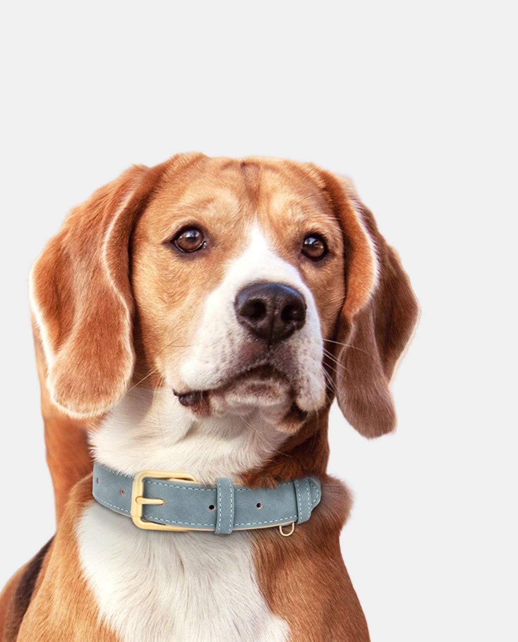 Leather Dog Collar