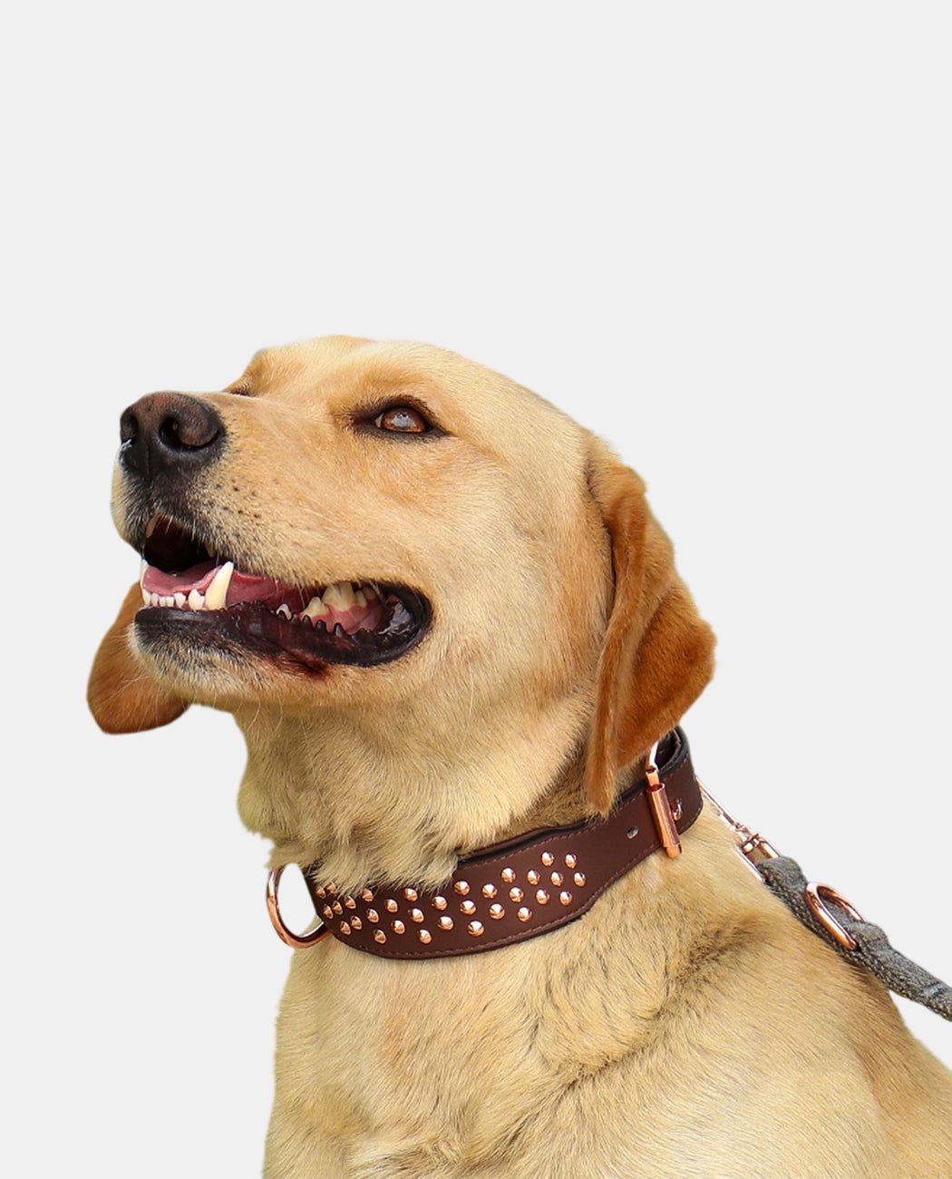 Leather Dog Collar - BAGHUGS