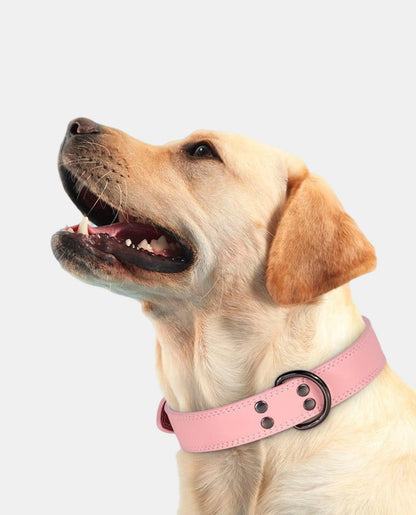 Perfect Leather Dog Collar