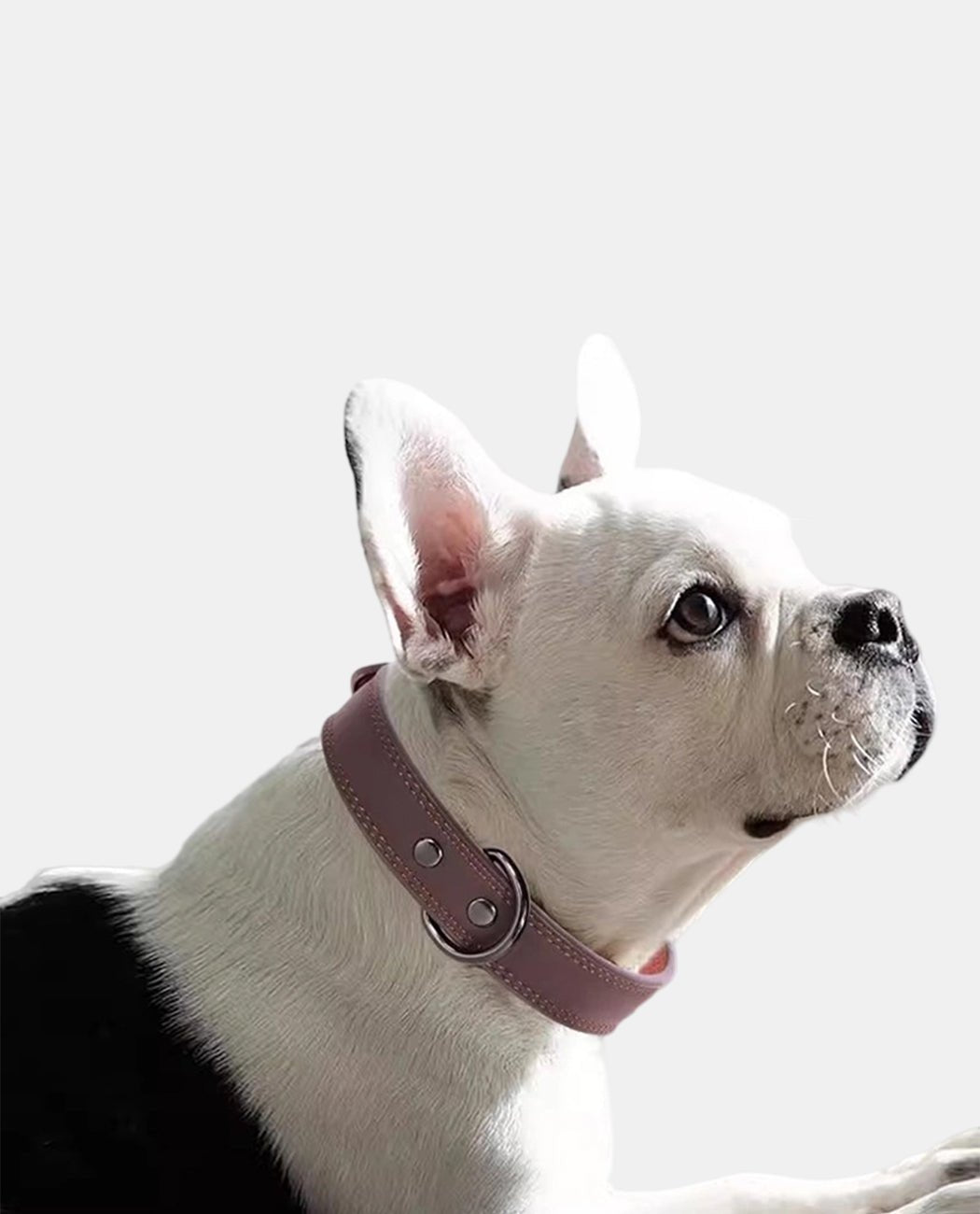 Perfect Leather Dog Collar