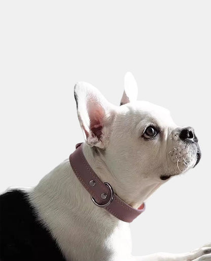 Perfect Leather Dog Collar