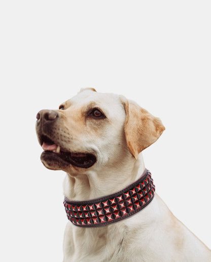 Special Leather Dog Collar