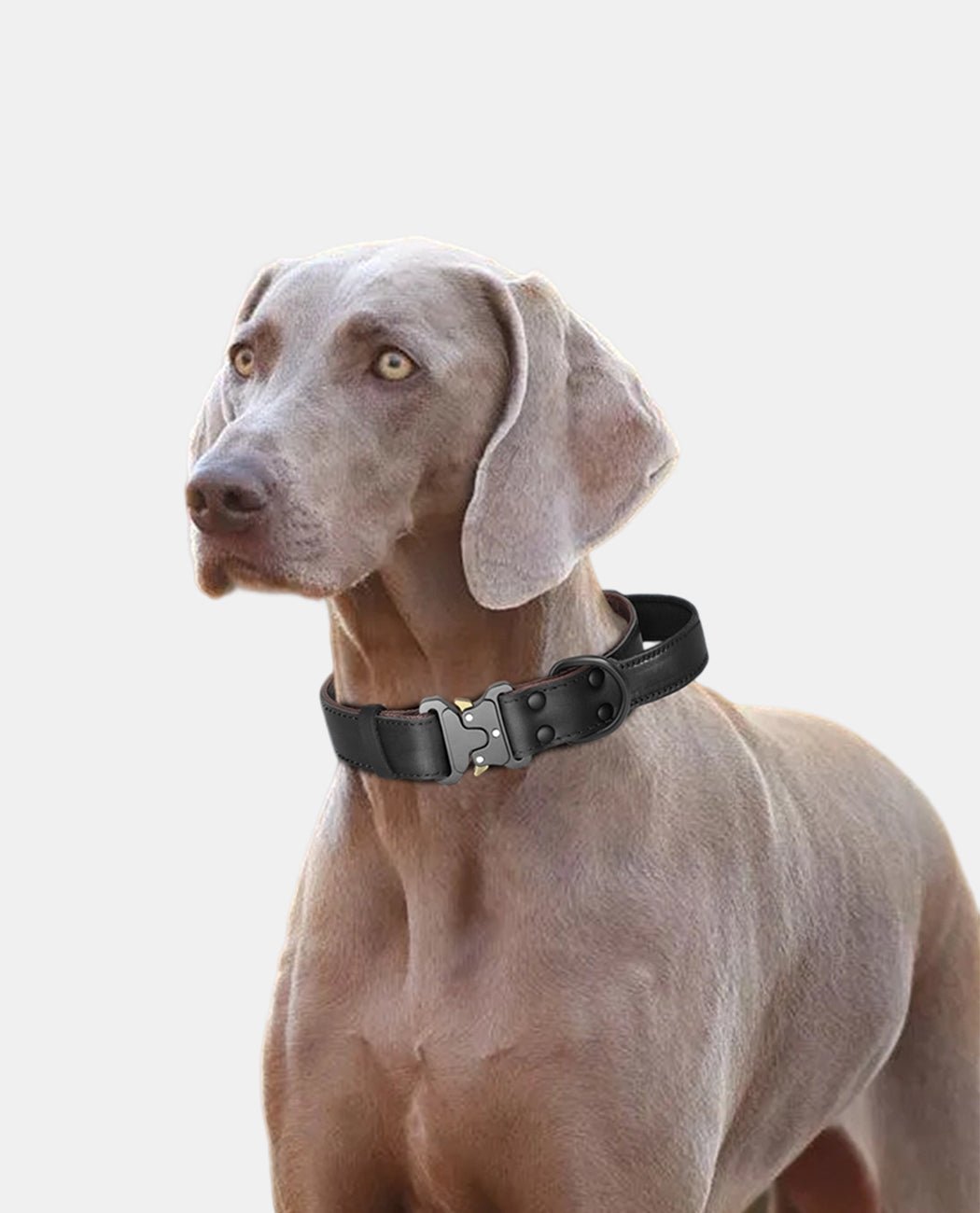 Canvas Leather Dog Collar