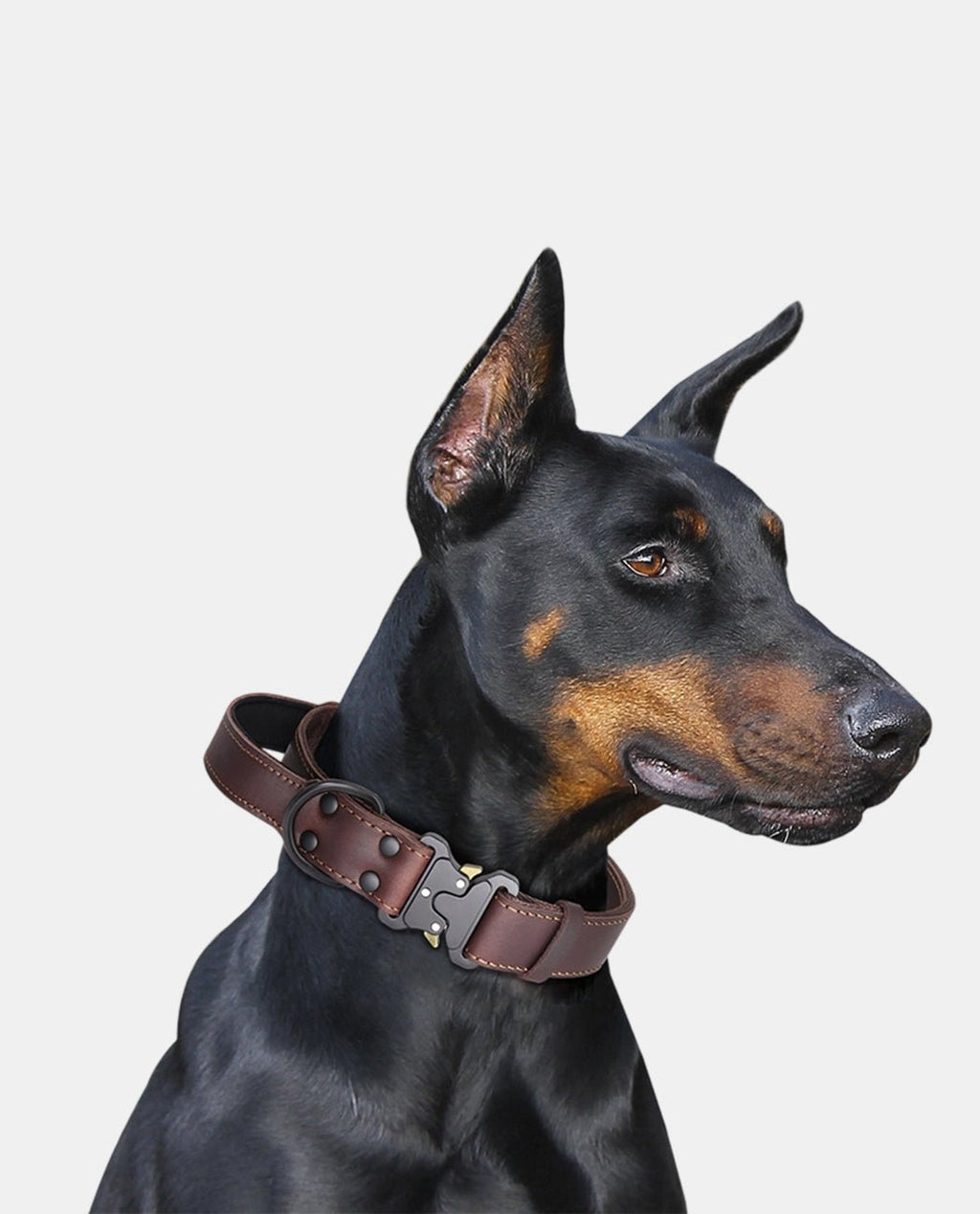 Canvas Leather Dog Collar