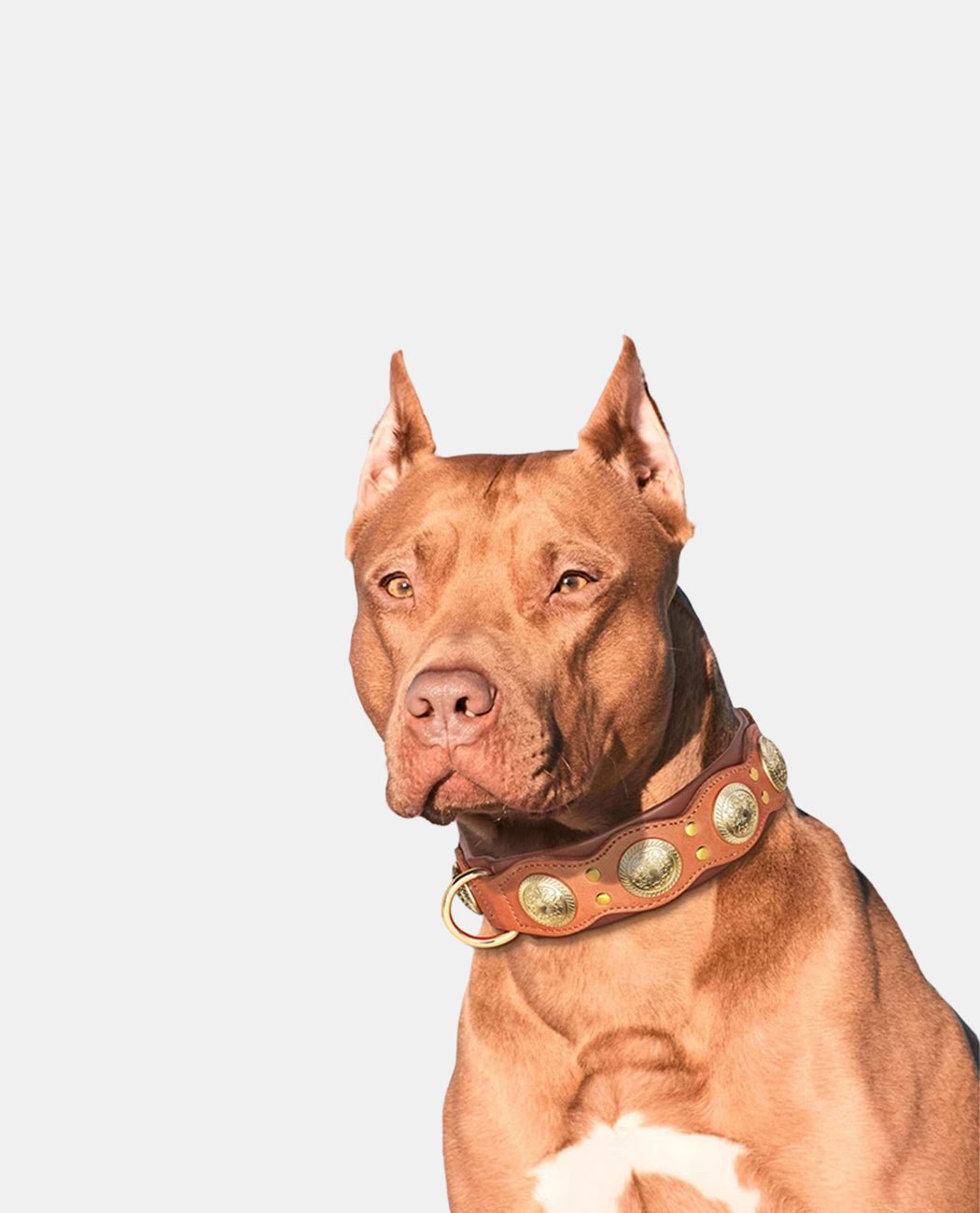 Classical Leather Dog Collar