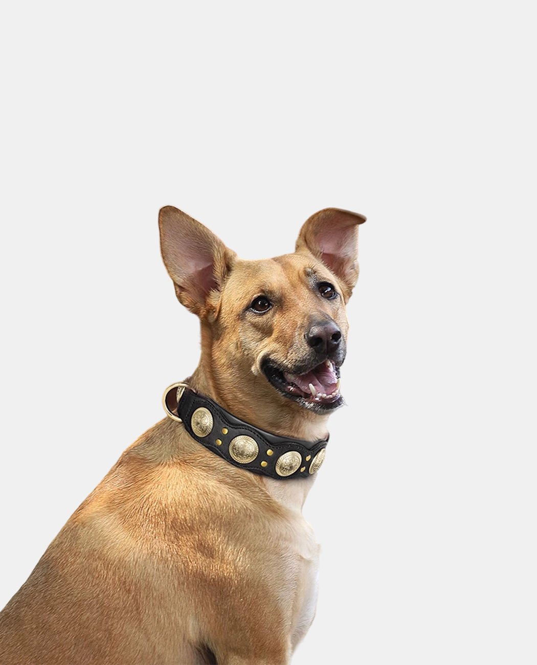 Classical Leather Dog Collar