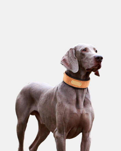 Delicate Leather Dog Collar