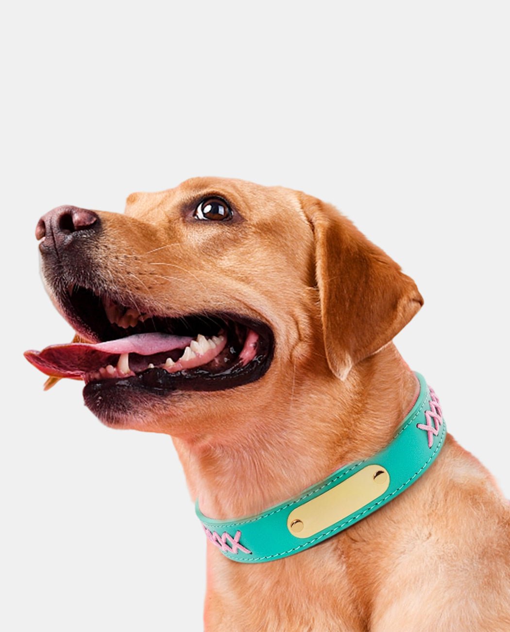 Stylish Leather Dog Collar
