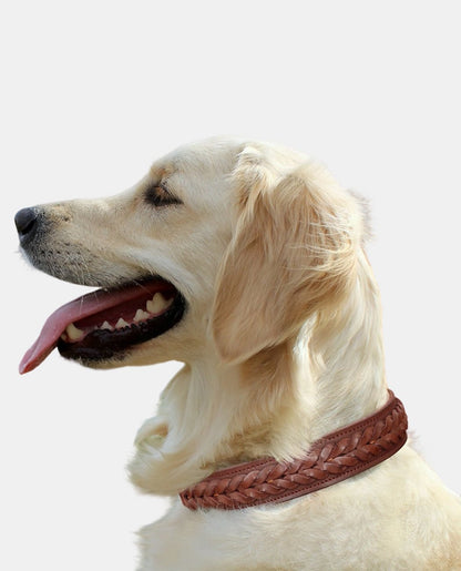 Braid Leather Dog Collar